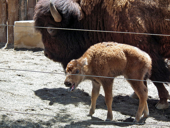 Nace cría de Bisonte Americano en Rancho Texas Lanzarote