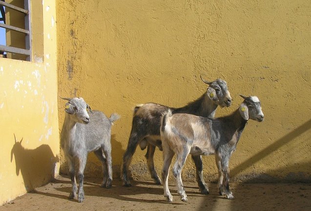 Cabras majoreras viajan a Senegal.