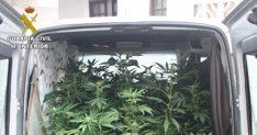 60 plantas de marihuana intervenidas en San Bartolomé