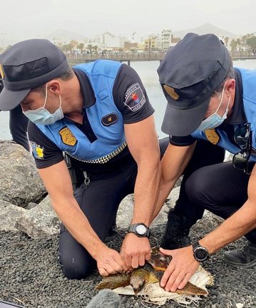 Tortuga rescatada por la Policía de Arrecife