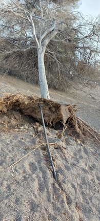 Árboles secos por falta de riego en el parque canino de Arrecife