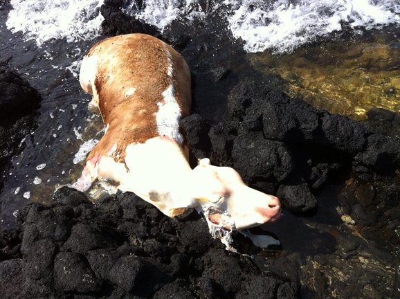 Vaca muerta en la costa de Orzola (2)