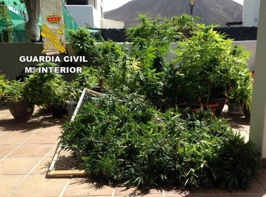 Plantas de marihuana en Yaiza