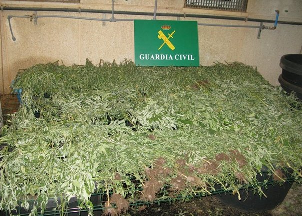203 plantas de marihuana