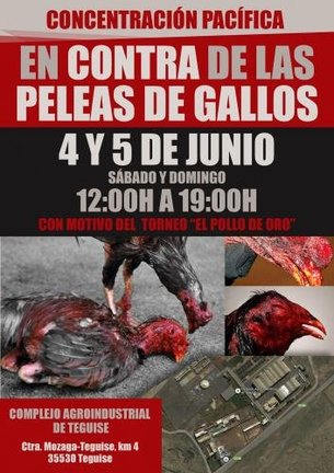pelea_de_gallos_pollo_de_oro