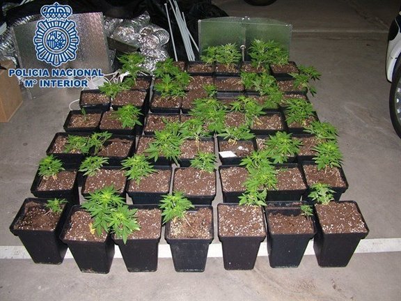 47 plantas de marihuana intervenidas en Arrecife