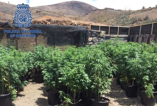 Plantación de marihuana en La Asomada