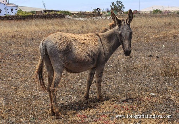 burro-majorero