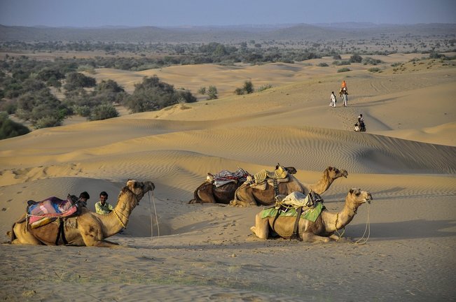 camellos afuchados