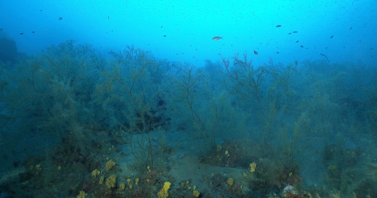 Adjunto foto del bosque de coral créditos E. Turpin