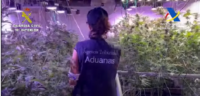 Plantación de marihuana en Tahiche  3