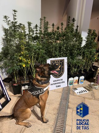 El perro Teguila y la plantación de marihuana