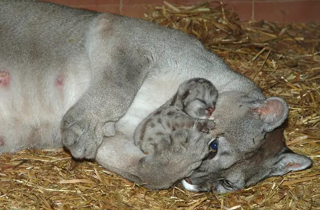 Puma hembra con su cahorro