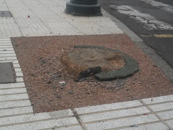 Restos de palmeras en la Avenida de Arrecife