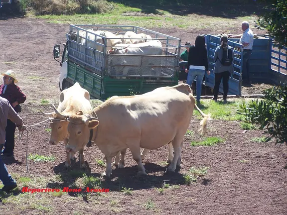 Fiestas de Garafía 2