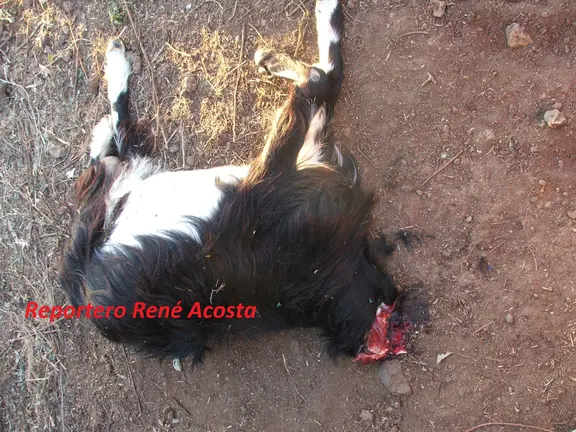 Cabra muerta en Garafía