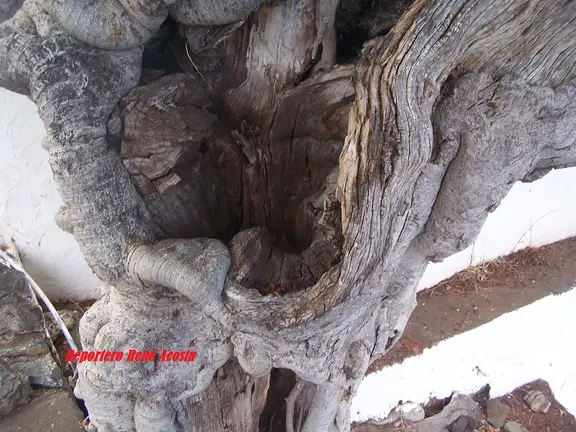 Árbol en peligro de caerse