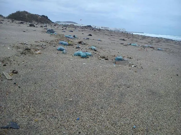 Carabelas portuguesas en Famara