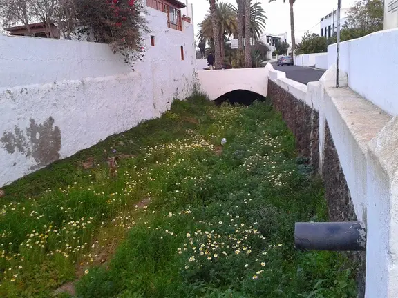 Barrancos llenos de hierba en Haría