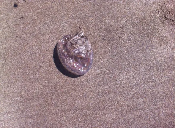 Aguasvivas en las playas del Norte