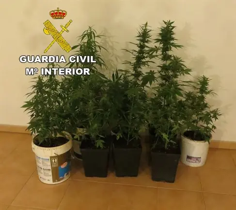 Marihuana intervenida
