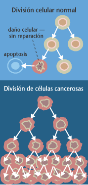 Cáncer1