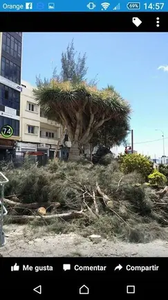 Masacre de árboles en Arrecife