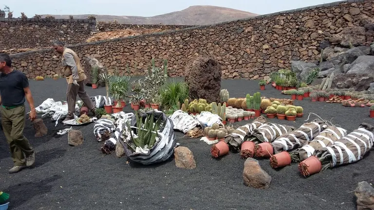 Nuevos cactus para el Jardín de Cactus