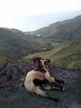 Cabras muertas