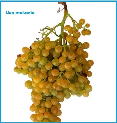 Uva malvasia