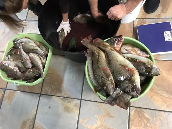 Pescado aprehendido por la Policía de Teguise