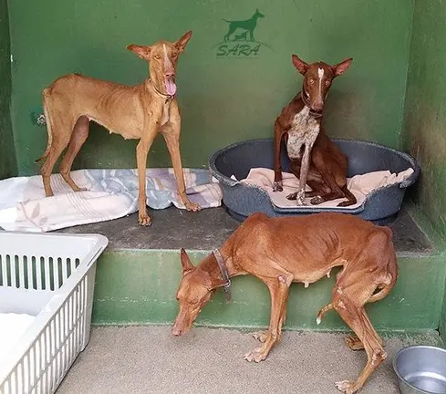 Podencos rescatados en Tías