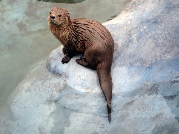 Chungungo (Lontra Felina)