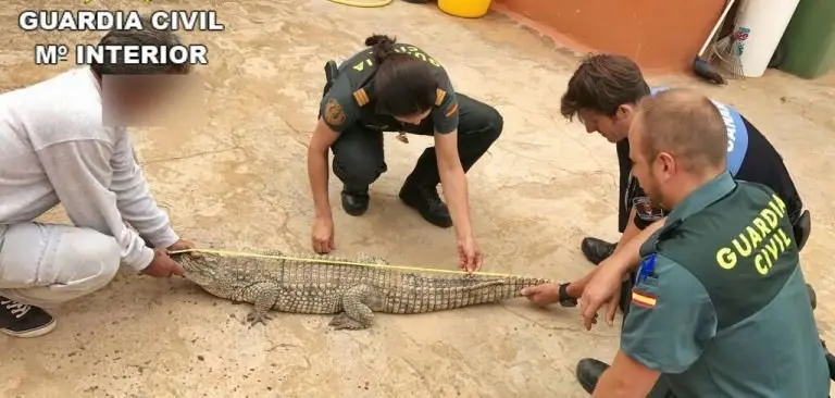 Cocodrilo rescatado en Güime