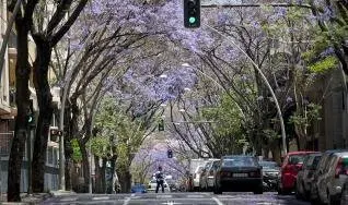 Jacarandas de Méndez Núñez