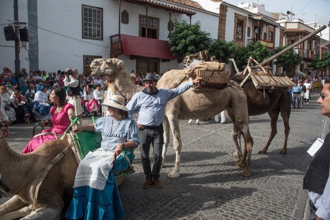 Camellos en la Fiesta del Pino - Frank Hdez