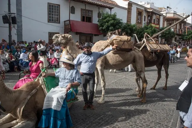 Camellos en la Fiesta del Pino - Frank Hdez