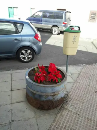 Maceteros con flores de pascua 3