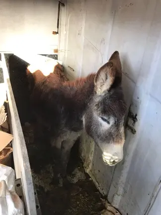 Burra encerrada en un habitáculo