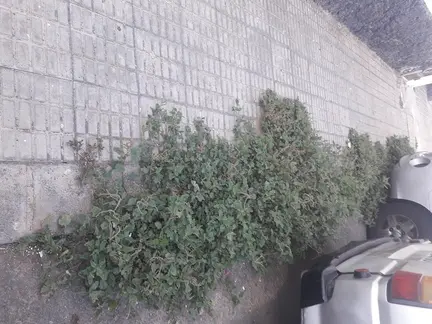 Titerroy abandonada 3