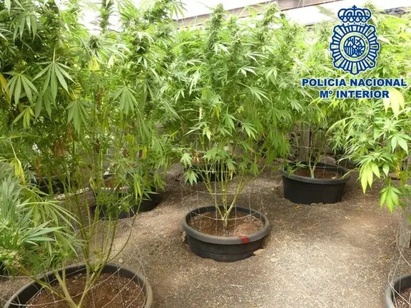 Intervenidas 2159 plantas de marihuana en Tías