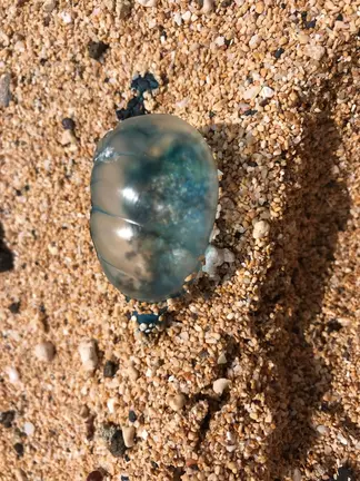 Medusas Carabela en La Graciosa