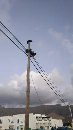 Cinco gatos atrapados en un poste telefónico