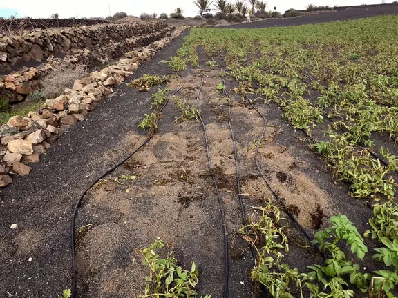 ROBO FINCAS TEGUISE