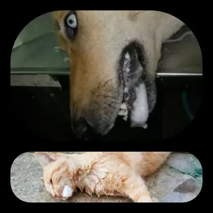 Animales envenenados en Famara