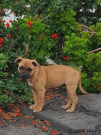 Perro perdido en Arrieta