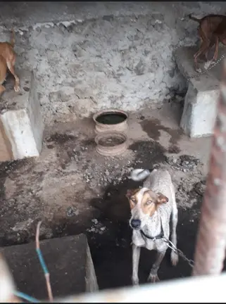 Perros maltratados en Haría