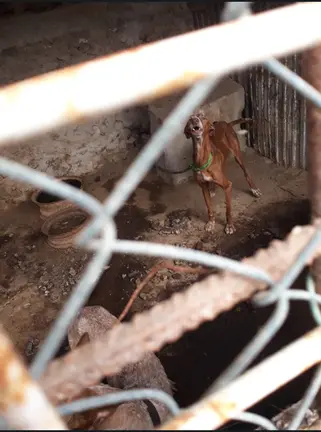 Perros maltratados en Har&iacute;a 4
