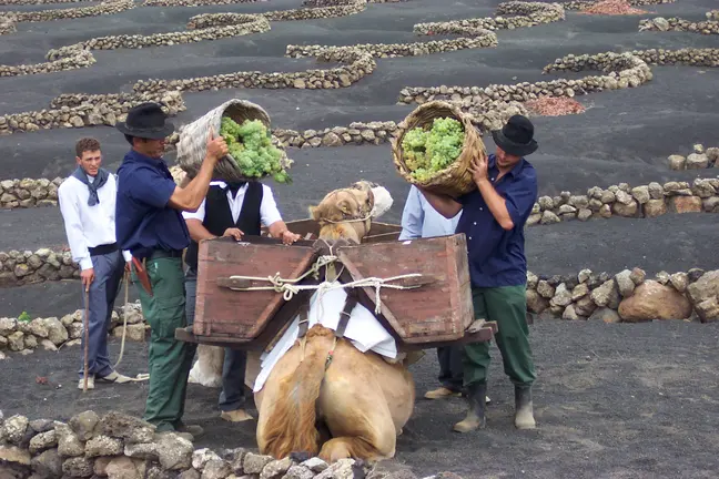 Vendimia en Lanzarote