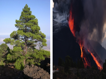 Pino y Volcán